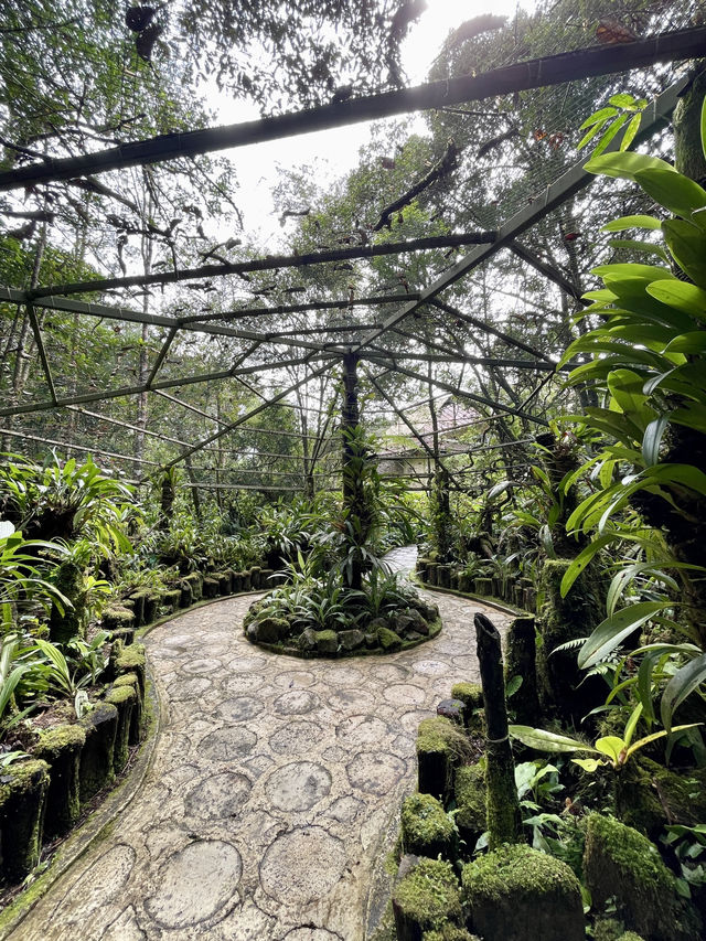 沙巴 | 隱藏在神山附近kinabalu park的秘密花園🌸
