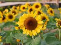 ทุ่งทานตะวัน สวนรถไฟ 🌻