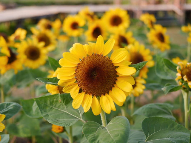 ทุ่งทานตะวัน สวนรถไฟ 🌻