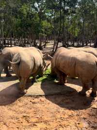 富國島🇻🇳Vinpearl Safari Phú Quốc：近距離探索野生動物的最佳體驗