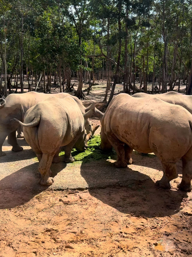 富國島🇻🇳Vinpearl Safari Phú Quốc：近距離探索野生動物的最佳體驗