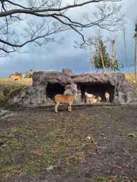 Kyushu Wildlife African Safari 🐆🐃🦬🦌🦓🐘🦒