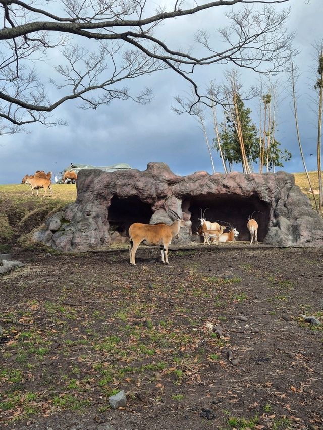 Kyushu Wildlife African Safari 🐆🐃🦬🦌🦓🐘🦒