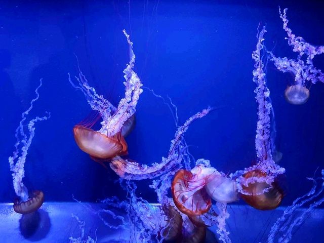 Sumida Aquarium: a hidden gem