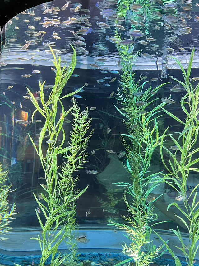 🇰🇷 Coex Aquarium, Seoul 🪼🐠🫧