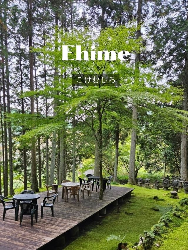 【入口を入れば、一面が苔でおおわれた癒しの世界が広がる】