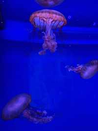 SEA LIFE Bangkok Ocean World