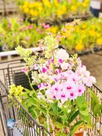 AIRORCHIDS SUPERMARKET