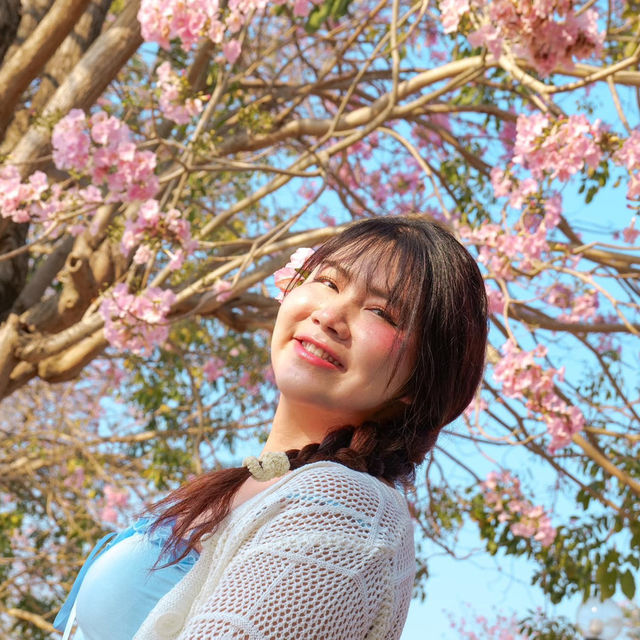 🌸ชมพูพันธุ์ทิพย์บานแล้วที่ #เกษตรกำแพงแสน