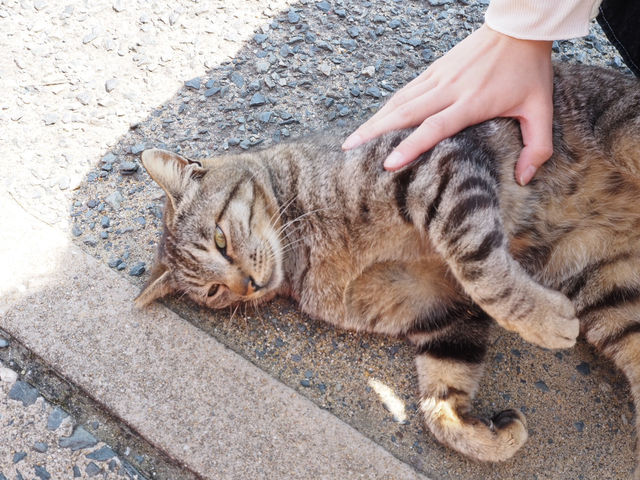 🍱 貓島 Lunch + 彩色小學 🐈