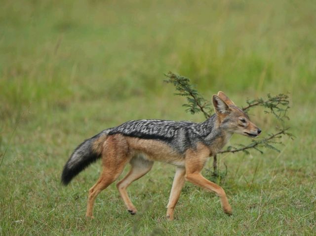 肯尼亞草原獵食者
