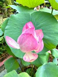 ベトナム　ホーチミン観光　Jade Emperor Pagodaは立派で圧倒された！