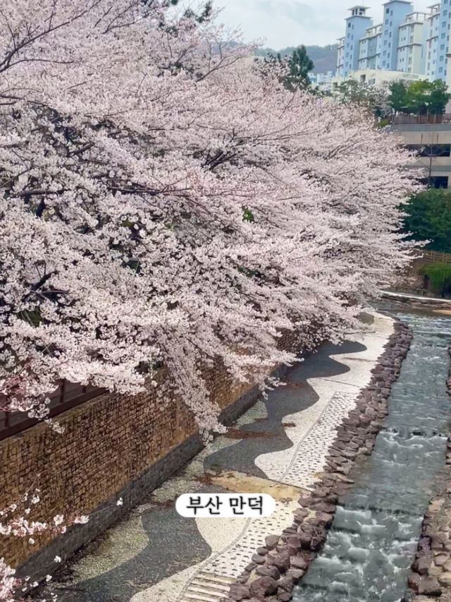 한달뒤면 벚꽃을 볼 수 있습니다!-부산 벚꽃명소