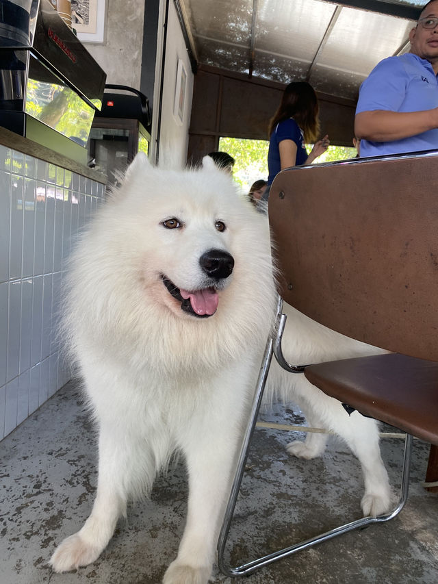 Joint.s คาเฟ่มะหมา🐶