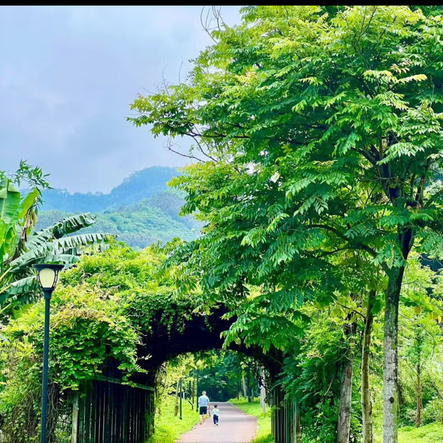 🌲鹿角坑溪生態保護區🛣️生態奇蹟🌲