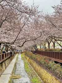 鎮海｜粉紅櫻花交織的軍港節 春日最浪漫的祭典