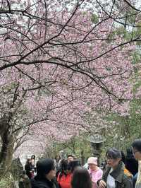 內湖 碧山巖 清風亭 櫻花隧道