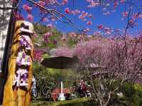 中巴陵櫻木花道櫻花美景