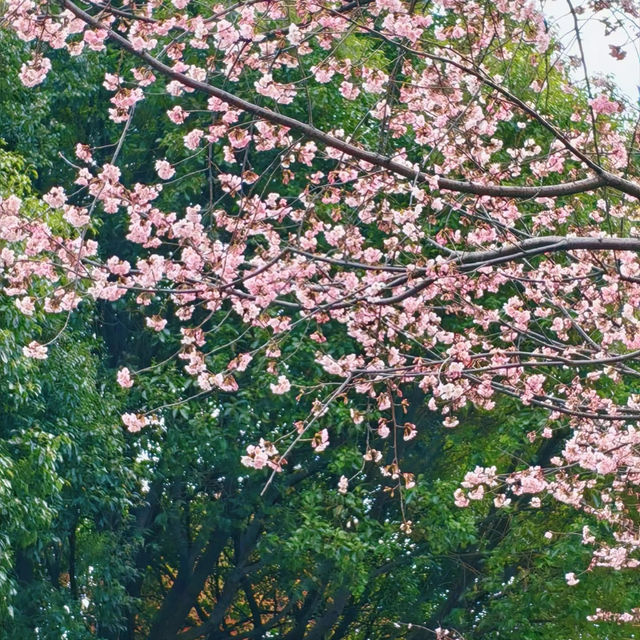 八坦路公園·櫻花路上的春日漫遊