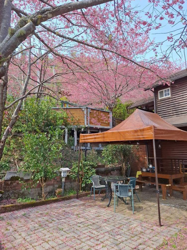 觀雲休閒農莊賞櫻美景