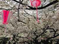 ซากุระริมแม่น้ำเมกุโระ ความสวยที่ต้องมาสัมผัสส