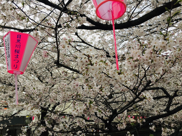 ซากุระริมแม่น้ำเมกุโระ ความสวยที่ต้องมาสัมผัสส