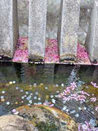 【熱海】河津桜より早い?!🌸お花見でやるべき3つのこと
