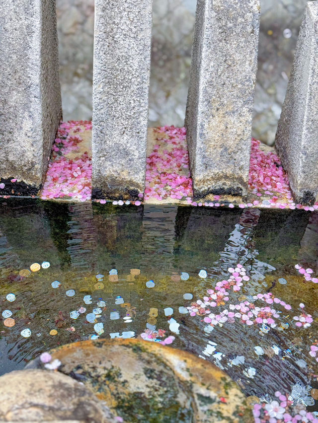 【熱海】河津桜より早い?!🌸お花見でやるべき3つのこと