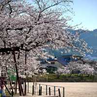 天降神社•櫻花與神明的浪漫邂逅