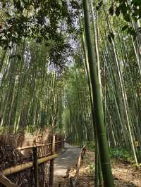  大阪京都：清水寺 | 嵐山 