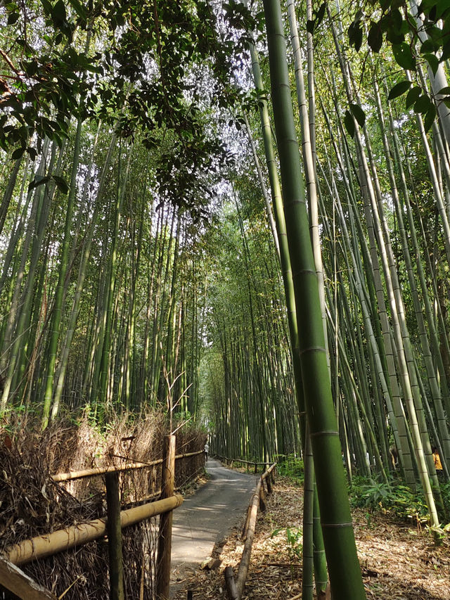  大阪京都：清水寺 | 嵐山 