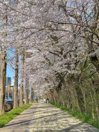 군산 벚꽃 명소 은파호수공원