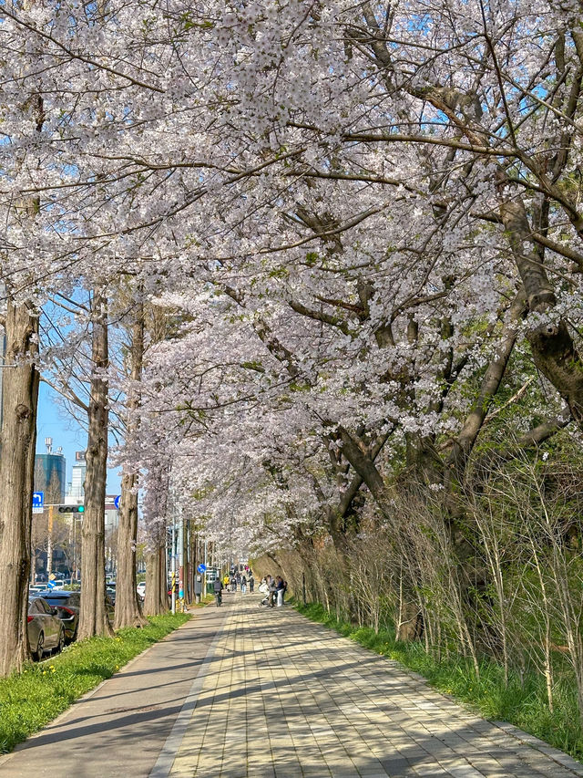 군산 벚꽃 명소 은파호수공원