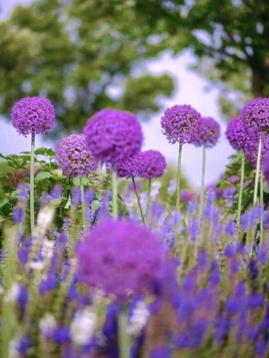 admiring beautiful flower zones like roses and lotuses