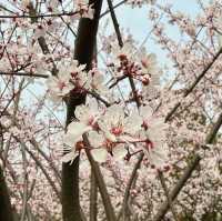 觀山湖公園•櫻花奇華