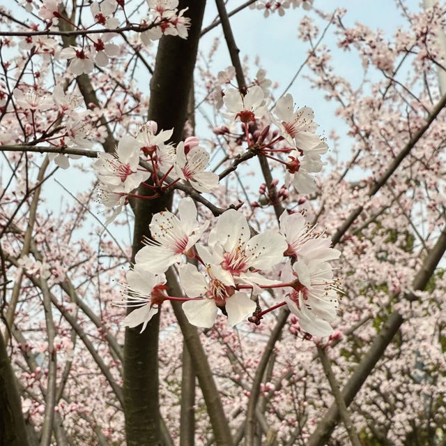 觀山湖公園•櫻花奇華