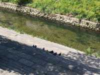 Yamazaki River Four Seasons Road (山崎川四季の道)