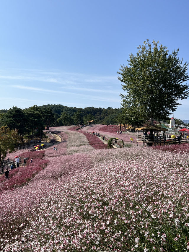 경기도 가을 꽃여행🩷🩵