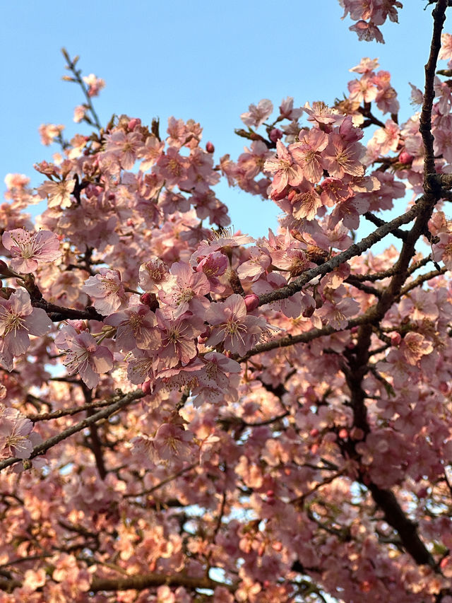 代代木公園的櫻花之美 🌸 