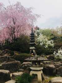 宮城縣-白石川堤一目千本櫻