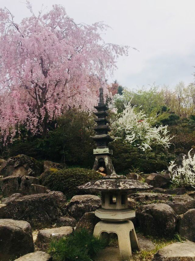宮城縣-白石川堤一目千本櫻