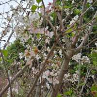 🌸 **天水圍公園櫻花觀賞遊覽分享** 🌸