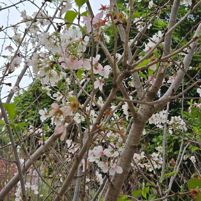 🌸 **天水圍公園櫻花觀賞遊覽分享** 🌸
