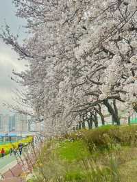 인생사진 득템, 부산의 벚꽃 강변길 여행코스는 여기가 딱이야!🌸🌸