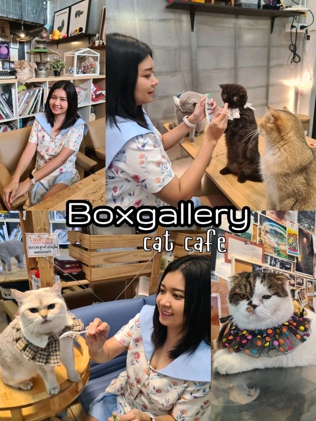 Boxgallery คาเฟ่แมว