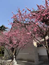 Xi’an in Bloom: Why March is the Perfect Time to Witness Sakura Magic