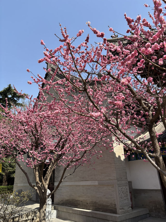Xi’an in Bloom: Why March is the Perfect Time to Witness Sakura Magic