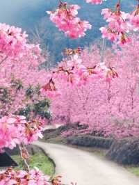 財伯櫻花果園 新竹在地超美櫻花海