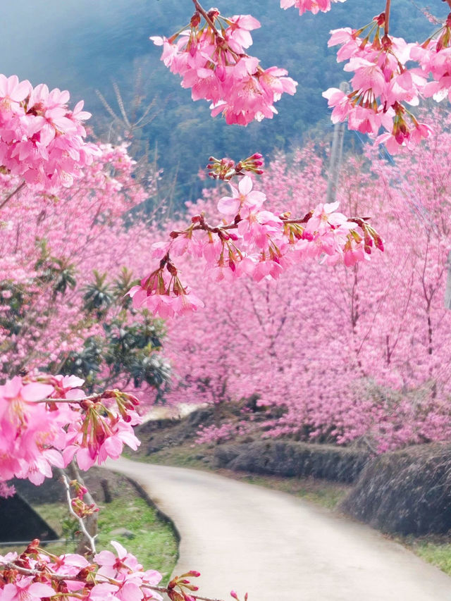 財伯櫻花果園 新竹在地超美櫻花海