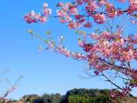 Chasing Sakura at Sakuma Dam Shinsui Park Chiba